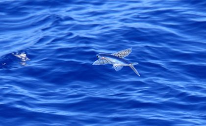 Flying fish flying above the water